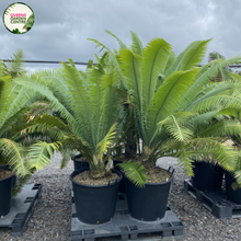 Load image into Gallery viewer, Dioon Spinulosum