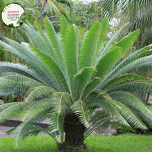 Load image into Gallery viewer, Alt text: Dioon spinulosum, also known as the Giant Dioon or Mexican Dioon, is a striking cycad with robust, palm-like fronds. Native to Mexico, this cycad species features stiff, upright leaves arranged in a symmetrical rosette. The deep green foliage adds a tropical ambiance to gardens and landscapes, making it a popular choice for both indoor and outdoor ornamental use.