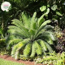 Load image into Gallery viewer, Alt text: Dioon spinulosum, also known as the Giant Dioon or Mexican Dioon, is a striking cycad with robust, palm-like fronds. Native to Mexico, this cycad species features stiff, upright leaves arranged in a symmetrical rosette. The deep green foliage adds a tropical ambiance to gardens and landscapes, making it a popular choice for both indoor and outdoor ornamental use.