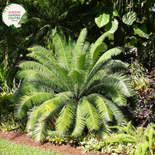 Load image into Gallery viewer, Alt text: Dioon spinulosum, also known as the Giant Dioon or Mexican Dioon, is a striking cycad with robust, palm-like fronds. Native to Mexico, this cycad species features stiff, upright leaves arranged in a symmetrical rosette. The deep green foliage adds a tropical ambiance to gardens and landscapes, making it a popular choice for both indoor and outdoor ornamental use.
