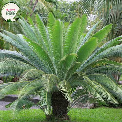 Alt text: Dioon spinulosum, also known as the Giant Dioon or Mexican Dioon, is a striking cycad with robust, palm-like fronds. Native to Mexico, this cycad species features stiff, upright leaves arranged in a symmetrical rosette. The deep green foliage adds a tropical ambiance to gardens and landscapes, making it a popular choice for both indoor and outdoor ornamental use.