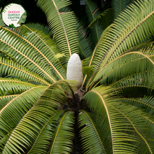 Load image into Gallery viewer, Alt text: Dioon spinulosum, also known as the Giant Dioon or Mexican Dioon, is a striking cycad with robust, palm-like fronds. Native to Mexico, this cycad species features stiff, upright leaves arranged in a symmetrical rosette. The deep green foliage adds a tropical ambiance to gardens and landscapes, making it a popular choice for both indoor and outdoor ornamental use.
