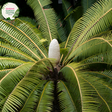 Load image into Gallery viewer, Alt text: Dioon spinulosum, also known as the Giant Dioon or Mexican Dioon, is a striking cycad with robust, palm-like fronds. Native to Mexico, this cycad species features stiff, upright leaves arranged in a symmetrical rosette. The deep green foliage adds a tropical ambiance to gardens and landscapes, making it a popular choice for both indoor and outdoor ornamental use.