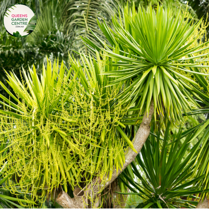 Buy Dracaena Cochinchinensis Online in Australia – Queens Garden Centre