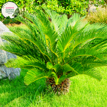 Load image into Gallery viewer, Alt text: Encephalartos whitelockii is a species of cycad known for its striking appearance and large, robust fronds. Native to Africa, it features stiff, upright leaves arranged in a symmetrical rosette. The foliage is a vibrant green color, and the plant has a robust trunk-like stem. This cycad species adds a tropical and prehistoric touch to gardens and landscapes, making it a prized ornamental specimen for collectors and enthusiasts.