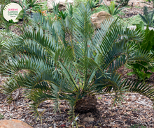 Load image into Gallery viewer, Alt text: Encephalartos whitelockii is a species of cycad known for its striking appearance and large, robust fronds. Native to Africa, it features stiff, upright leaves arranged in a symmetrical rosette. The foliage is a vibrant green color, and the plant has a robust trunk-like stem. This cycad species adds a tropical and prehistoric touch to gardens and landscapes, making it a prized ornamental specimen for collectors and enthusiasts.