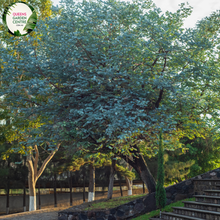Load image into Gallery viewer, Close-up of a Eucalyptus cinerea plant. The image features silvery-blue, rounded leaves that are arranged in an opposite pattern along the stem. The leaves have a smooth, almost velvety texture and a slightly waxy coating, giving them a distinctive, muted sheen. The edges of the leaves are smooth, and the overall shape is somewhat oval with a slight point at the tip.