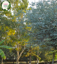 Load image into Gallery viewer, Close-up of a Eucalyptus cinerea plant. The image features silvery-blue, rounded leaves that are arranged in an opposite pattern along the stem. The leaves have a smooth, almost velvety texture and a slightly waxy coating, giving them a distinctive, muted sheen. The edges of the leaves are smooth, and the overall shape is somewhat oval with a slight point at the tip.