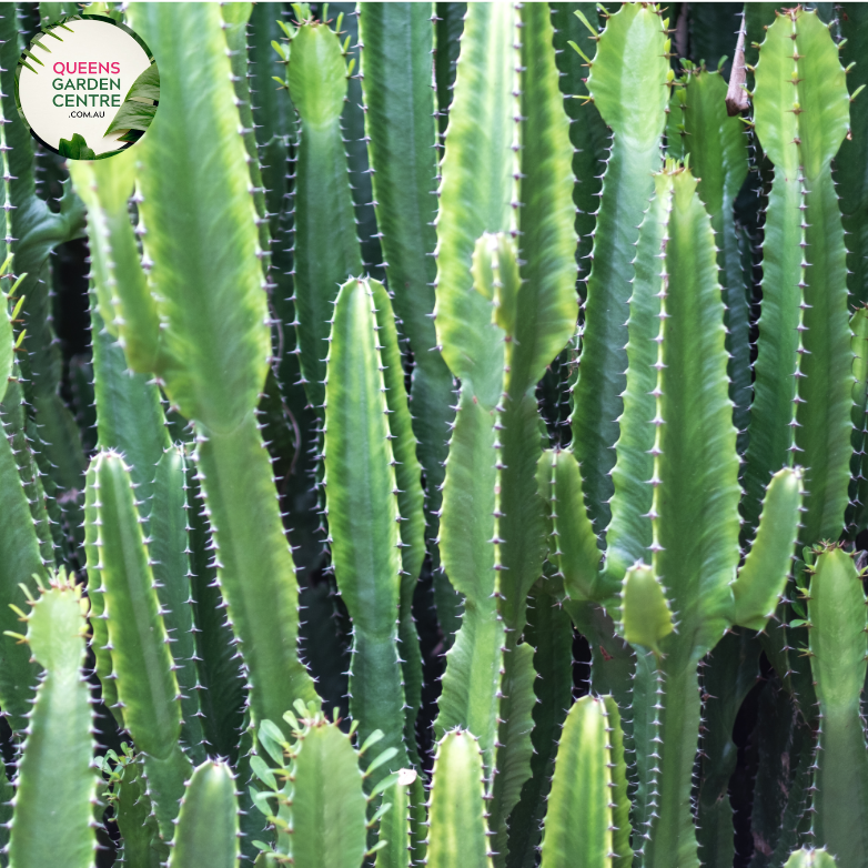 euphorbia cowboy cactus Buy Euphorbia Cowboy Online in Australia – Queens Garden Centre