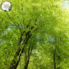 Load image into Gallery viewer, Alt text: Close-up photo of Fagus sylvatica, the European Beech plant. Featuring oval-shaped leaves with a vibrant green hue, this deciduous tree adds elegance and natural beauty to landscapes.