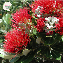 Load image into Gallery viewer, "Close-up view of Feijoa sellowiana, commonly known as Pineapple Guava or Feijoa, displaying its green, egg-shaped fruit and evergreen foliage. This shrub is valued for its unique, tropical appearance and edible fruit, making it a delightful addition to gardens and landscapes."