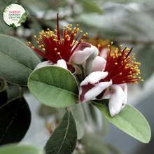 Load image into Gallery viewer, "Close-up view of Feijoa sellowiana, commonly known as Pineapple Guava or Feijoa, displaying its green, egg-shaped fruit and evergreen foliage. This shrub is valued for its unique, tropical appearance and edible fruit, making it a delightful addition to gardens and landscapes."