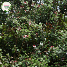 Load image into Gallery viewer, "Close-up view of Feijoa sellowiana, commonly known as Pineapple Guava or Feijoa, displaying its green, egg-shaped fruit and evergreen foliage. This shrub is valued for its unique, tropical appearance and edible fruit, making it a delightful addition to gardens and landscapes."