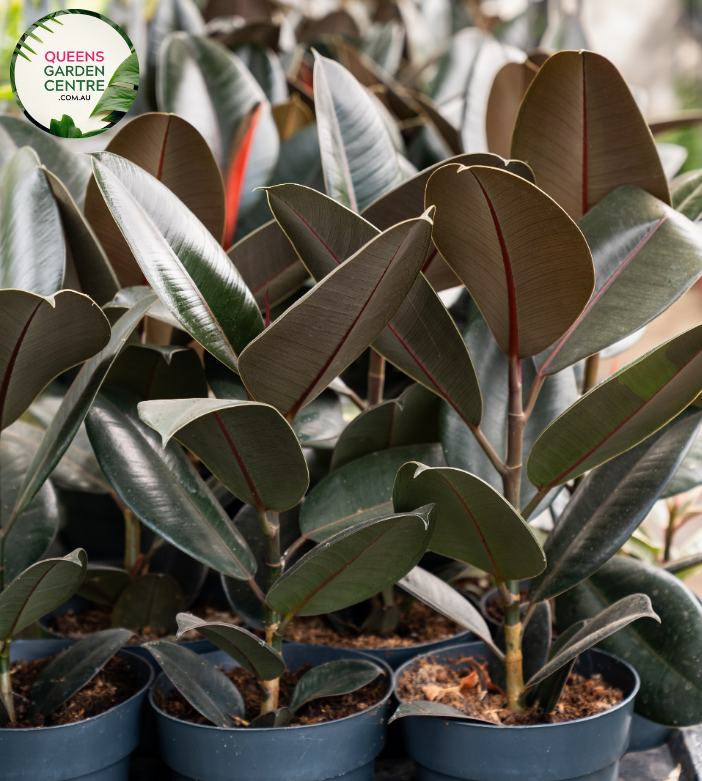 melany rubber tree Ficus