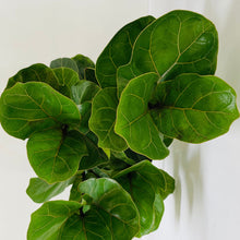 Load image into Gallery viewer, A close-up image of a Ficus lyrata Bambino plant, also known as the Bambino fiddle-leaf fig or dwarf fiddle-leaf fig. The plant features a compact size with its lush, dark green leaves on sturdy stems.