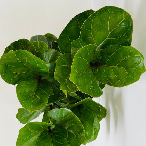 A close-up image of a Ficus lyrata Bambino plant, also known as the Bambino fiddle-leaf fig or dwarf fiddle-leaf fig. The plant features a compact size with its lush, dark green leaves on sturdy stems. 