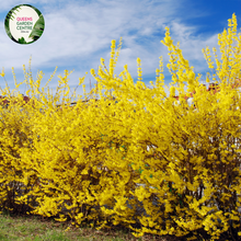 Load image into Gallery viewer, Close-up of Forsythia 'Princeton Gold' plant showcasing its vibrant, bright yellow flowers clustered along bare branches. The blossoms are small, star-shaped, and densely packed, creating a stunning contrast against the backdrop of emerging green foliage. The image captures the intricate details of the flowers, highlighting their delicate petals and the rich golden hue that signifies early spring.