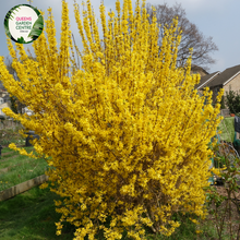 Load image into Gallery viewer, Close-up of Forsythia 'Princeton Gold' plant showcasing its vibrant, bright yellow flowers clustered along bare branches. The blossoms are small, star-shaped, and densely packed, creating a stunning contrast against the backdrop of emerging green foliage. The image captures the intricate details of the flowers, highlighting their delicate petals and the rich golden hue that signifies early spring.