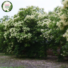Load image into Gallery viewer, Close-up of a Fraxinus griffithii (Evergreen Ash) plant. The image features elongated, lance-shaped leaves with a glossy, dark green surface. The leaves are arranged in opposite pairs along slender, greenish-brown stems, creating a symmetrical and orderly appearance. Each leaf has a smooth edge and a prominent central vein, with finer veins branching out, adding texture to the leaf surface.