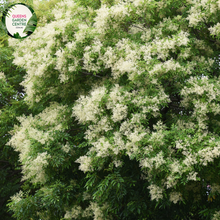 Load image into Gallery viewer, Close-up of a Fraxinus griffithii (Evergreen Ash) plant. The image features elongated, lance-shaped leaves with a glossy, dark green surface. The leaves are arranged in opposite pairs along slender, greenish-brown stems, creating a symmetrical and orderly appearance. Each leaf has a smooth edge and a prominent central vein, with finer veins branching out, adding texture to the leaf surface.