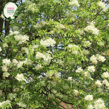 Load image into Gallery viewer, Close-up of a Fraxinus griffithii (Evergreen Ash) plant. The image features elongated, lance-shaped leaves with a glossy, dark green surface. The leaves are arranged in opposite pairs along slender, greenish-brown stems, creating a symmetrical and orderly appearance. Each leaf has a smooth edge and a prominent central vein, with finer veins branching out, adding texture to the leaf surface.