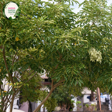 Load image into Gallery viewer, Close-up of a Fraxinus griffithii (Evergreen Ash) plant. The image features elongated, lance-shaped leaves with a glossy, dark green surface. The leaves are arranged in opposite pairs along slender, greenish-brown stems, creating a symmetrical and orderly appearance. Each leaf has a smooth edge and a prominent central vein, with finer veins branching out, adding texture to the leaf surface.
