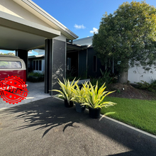 Load image into Gallery viewer, Furcraea foetida variegata Mauritius Hemp