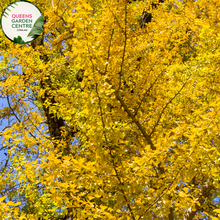 Load image into Gallery viewer, Ginkgo Biloba Maidenhair Tree Pleached