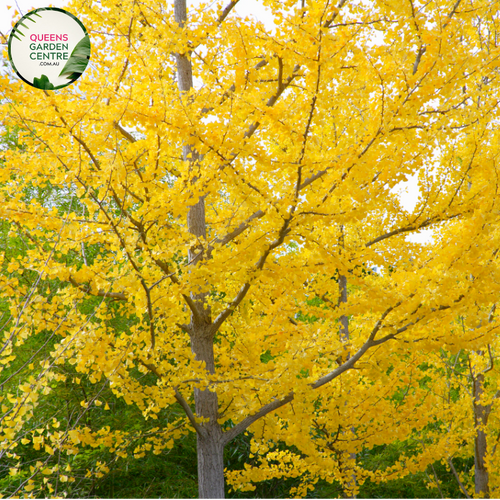 Alt text: Ginkgo biloba, commonly known as the Maidenhair Tree, featuring distinctive fan-shaped leaves. This deciduous tree is renowned for its unique foliage, which turns vibrant yellow in the fall. A resilient and ancient species, the Ginkgo Biloba adds both ornamental value and historical significance to gardens and landscapes.