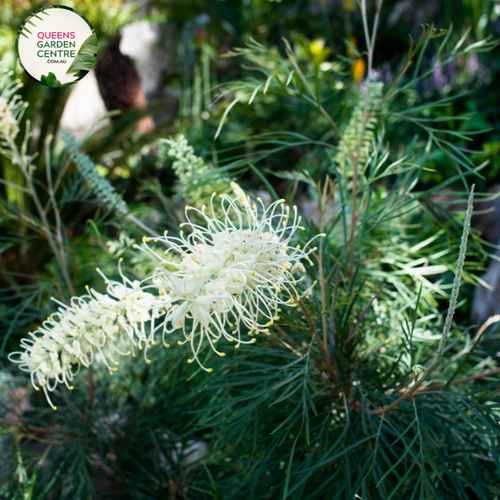 Alt text: Close-up photo of a Grevillea 'Moonlight' plant, showcasing its slender, silvery-green foliage and distinctive cream-colored spider-like flowers. The Australian native plant features elongated blooms that contrast beautifully with the foliage. The photo captures the intricate details of the flowers and leaves, emphasizing the unique form and the overall beauty of the Grevillea 'Moonlight.'