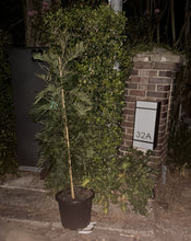 Load image into Gallery viewer, Alt text: Grevillea robusta, commonly known as the Silk Oak or Australian Silver Oak. This evergreen tree is characterized by its fern-like leaves and vibrant, cascading clusters of golden-yellow flowers. A striking addition to landscapes, known for its ornamental appeal and unique foliage.