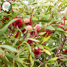Load image into Gallery viewer, Close-up of a Hakea laurina plant. The image features a striking flower head resembling a pin cushion, with numerous long, slender, red and pink stamens radiating from a central round core. Each stamen has a yellow tip, adding a touch of contrast. The flower is surrounded by elongated, oval-shaped leaves with a smooth, slightly glossy surface and a deep green color.
