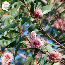 Load image into Gallery viewer, Close-up of a Hakea laurina plant. The image features a striking flower head resembling a pin cushion, with numerous long, slender, red and pink stamens radiating from a central round core. Each stamen has a yellow tip, adding a touch of contrast. The flower is surrounded by elongated, oval-shaped leaves with a smooth, slightly glossy surface and a deep green color.