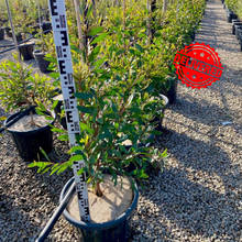 Load image into Gallery viewer, Hakea Laurina