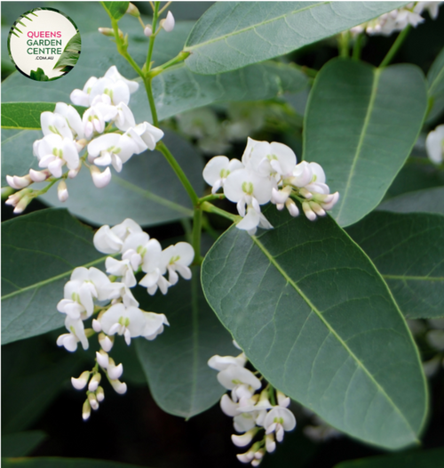 "A captivating image featuring the Hardenbergia violacea 'White Out' plant, showcasing its cascading and ornamental qualities. This evergreen vine exhibits an abundance of slender, pure white flower spikes that create a stunning floral display against the backdrop of dark green foliage. The 'White Out' cultivar of Hardenbergia violacea is known for its prolific blooming and trailing growth habit.