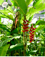 Load image into Gallery viewer, Close-up of Heliconia Hot Rio Nights: This image showcases a close-up view of the stunning Heliconia Hot Rio Nights flower. The vibrant red-orange bracts with yellow tips create a fiery display that evokes the heat and energy of a bustling Rio de Janeiro night. The bracts are arranged in a spiral pattern, with each layer adding depth and texture to the overall composition.