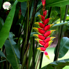Load image into Gallery viewer, Close-up of Heliconia Hot Rio Nights: This image showcases a close-up view of the stunning Heliconia Hot Rio Nights flower. The vibrant red-orange bracts with yellow tips create a fiery display that evokes the heat and energy of a bustling Rio de Janeiro night. The bracts are arranged in a spiral pattern, with each layer adding depth and texture to the overall composition.