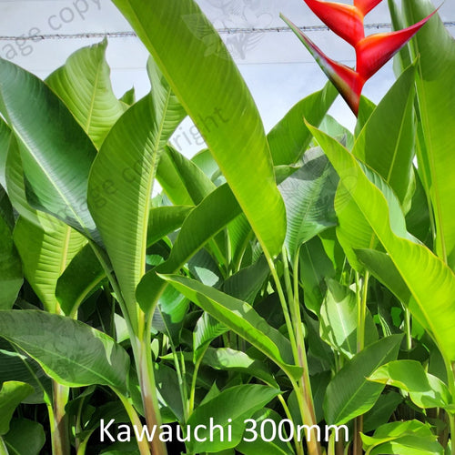 Close-up of Heliconia Kawauchi: This image depicts a close-up view of the Heliconia Kawauchi flower. The vibrant red bracts with yellow tips are prominently displayed, creating a striking contrast against the surrounding green foliage. The bracts form a distinctive fan shape, with each individual petal exhibiting intricate details and texture. The Heliconia Kawauchi flower exudes tropical charm and adds a splash of color to any garden or landscape setting.