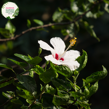 Load image into Gallery viewer, Transform your garden with the exotic beauty of Hibiscus Rosa-Sinensis Fijian White. Purchase online and add a touch of tropical elegance to your outdoor space. Explore our collection for botanical splendor.
