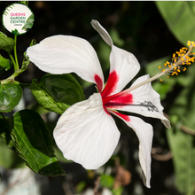 Load image into Gallery viewer, Transform your garden with the exotic beauty of Hibiscus Rosa-Sinensis Fijian White. Purchase online and add a touch of tropical elegance to your outdoor space. Explore our collection for botanical splendor.