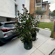 Load image into Gallery viewer, Hibiscus Tiliaceus Rubra (syn. Talipariti)