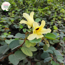 Load image into Gallery viewer,  "A stunning image showcasing the Hibiscus tiliaceus Rubra (syn. Talipariti) plant, prized for its tropical and ornamental features. This evergreen shrub displays vibrant, hibiscus-like flowers in a rich red hue, creating a striking contrast against the glossy, dark green foliage. 'Rubra' is a variety of Hibiscus tiliaceus, celebrated for its resilience and ability to thrive in tropical environments.