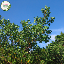 Load image into Gallery viewer,  "A stunning image showcasing the Hibiscus tiliaceus Rubra (syn. Talipariti) plant, prized for its tropical and ornamental features. This evergreen shrub displays vibrant, hibiscus-like flowers in a rich red hue, creating a striking contrast against the glossy, dark green foliage. 'Rubra' is a variety of Hibiscus tiliaceus, celebrated for its resilience and ability to thrive in tropical environments.