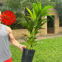 Load image into Gallery viewer, Howea Forsteriana Kentia Palm tree