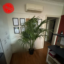 Load image into Gallery viewer, Howea Forsteriana Kentia Palm tree