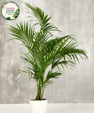 Load image into Gallery viewer, Alt text: Close-up photo of a Howea forsteriana, commonly known as the Kentia Palm, showcasing its graceful and arching fronds. The tropical palm features feather-like, dark green leaves that elegantly fan out from a slender trunk. The photo captures the lush and symmetrical foliage, highlighting the classic beauty and timeless appeal of the Howea forsteriana Kentia Palm plant.