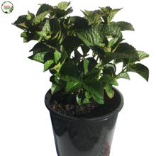 Load image into Gallery viewer, Hydrangea 'Magical Ruby Red'