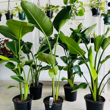 Load image into Gallery viewer, Close-up photo of a Bird of Paradise (Strelitzia Nicolai) plant, showcasing its striking and tropical flowers. The plant features a cluster of large, paddle-shaped leaves with a glossy green color. Rising from the center of the foliage is a vibrant orange and blue flower, resembling a tropical bird in flight, giving the plant its common name.