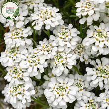Load image into Gallery viewer, Close-up of an Iberis sempervirens (Candytuft) plant. The image features clusters of small, pure white flowers with four petals each, forming dense, flat-topped inflorescences. The petals are smooth and slightly rounded, creating a delicate, lacy appearance. The flowers are set against dark green, narrow, lance-shaped leaves with a glossy surface and smooth edges.
