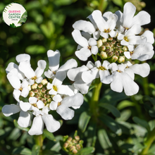 Load image into Gallery viewer, Close-up of an Iberis sempervirens (Candytuft) plant. The image features clusters of small, pure white flowers with four petals each, forming dense, flat-topped inflorescences. The petals are smooth and slightly rounded, creating a delicate, lacy appearance. The flowers are set against dark green, narrow, lance-shaped leaves with a glossy surface and smooth edges.